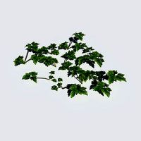 Creeping Buttercup Pack