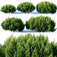 Pinus mugo Nr1 H50-100 cm
