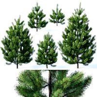 Pinus sylvestris Nr1 H1-3m