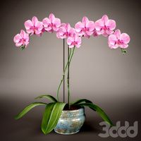 Phalaenopsis Orchid