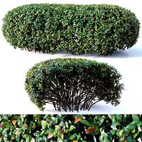 Cotoneaster lucidus Nr8 - Wide customizable hedge