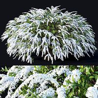 SpiraeaNr7 Spiraea X Cinerea - Grefsheim XXL
