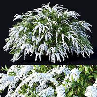 Spiraea Nr6 Spiraea X Cinerea - Grefsheim XL
