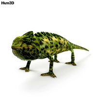 Veiled Chameleon HD