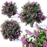 Lilac Syringa vulgaris Nr5 - Three sizes