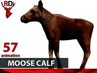 Moose calf