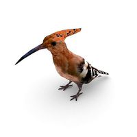 Eurasian hoopoe Upupa epops