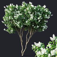 Lilac Syringa vulgaris Nr4 - Two trees H390cm
