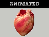Human Heart Animated