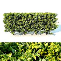 Ligustrum ovalifolium Nr2 - modular hedge H60cm