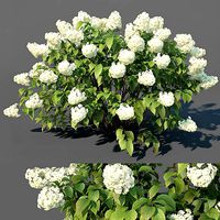 Hydrangea Paniculata Nr3 - Limelight XL - 3 variations