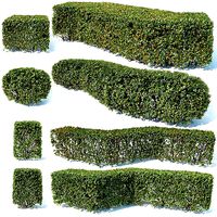 Cotoneaster lucidus 5 hedges collection
