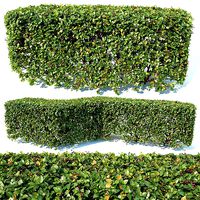 Cotoneaster lucidus Nr2 customizable square shape hedge