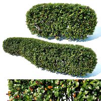 Cotoneaster lucidus Nr1 customizable hedge