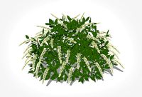 Itea virginica Henrys Garnet-Henrys Garnet Sweetspire
