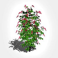 Ribes sanguineum-Flowering Currant