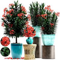 Collection Nerium oleander red