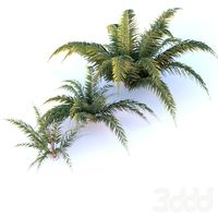 Simple Fern Blechnum chilense
