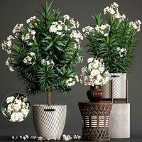 Collection Nerium oleander 2