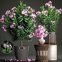Collection Nerium oleander