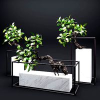 Set of mangrove branches in a vases
