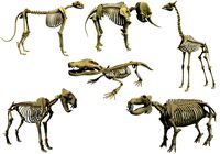 Savanna Animal Skeletons