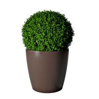 Boxwood 02