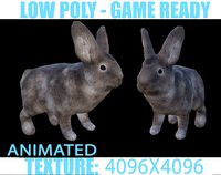 Rabbit Animated