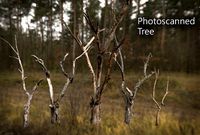 Photorealistic Photoscanned Tree