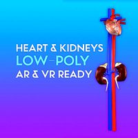 3D Heart and Kidneys
