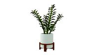 Zanzibar Gem - indoor plant