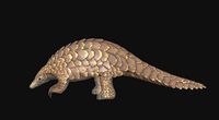 Pangolin