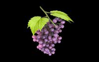 Grapes photo realistic