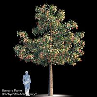 Brachychiton Acerifolius V5