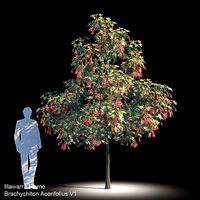 Brachychiton Acerifolius V1