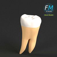 Stylized human first molar tooth