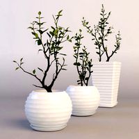 Rose in pot