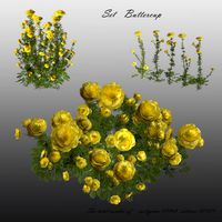 Flowers Buttercup 3D model