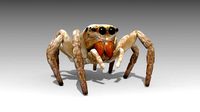 Jumping Spider