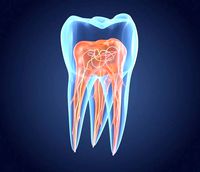 Transparent tooth 3d model of endodontics inner structure