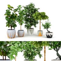 Ficus Set