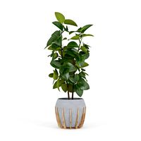 Ficus Elastica