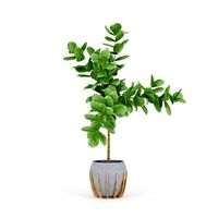 Ficus Lyrata