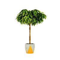 Ficus Amstel King Braid
