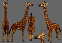 giraffe
