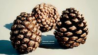 Pine-Cone Model - SubstanceDesigner-Extractor Asset - Hip Indie