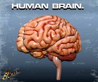 HUMAN BRAIN