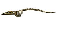 Finback Herring Whale Skeleton