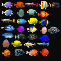 Tropical Fish Megapack