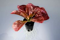 lettuce red